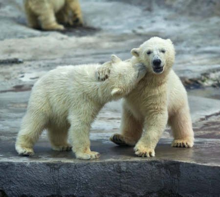 Polar Bear Cubs